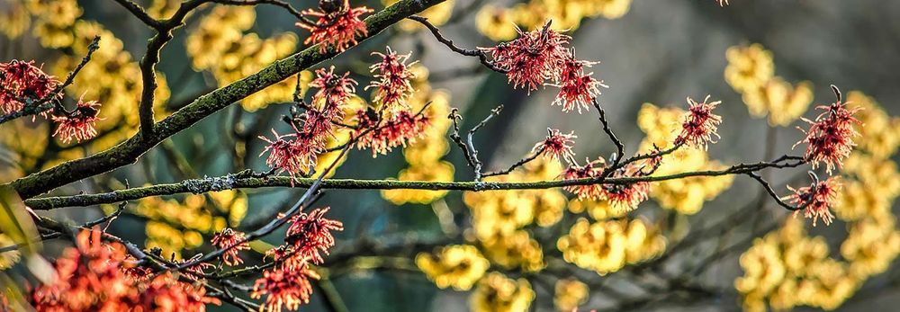 Alberi da giardino, regala ossigeno ai tuoi giorni