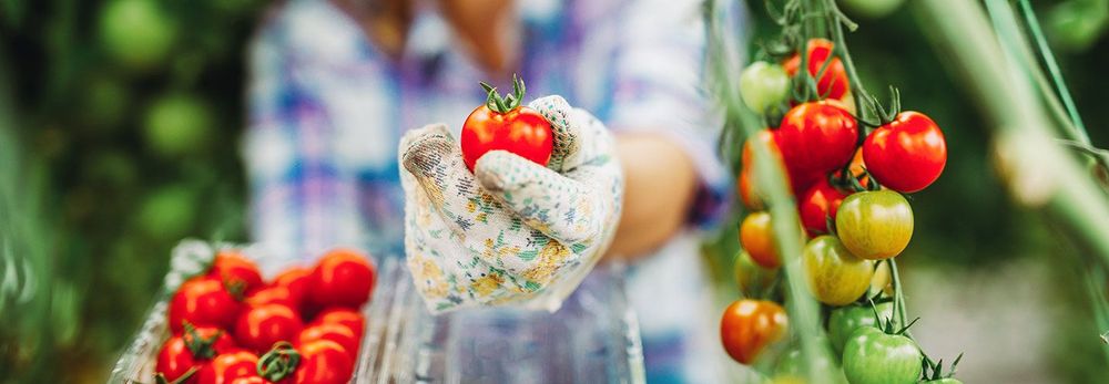 Come fare l'orto in giardino?