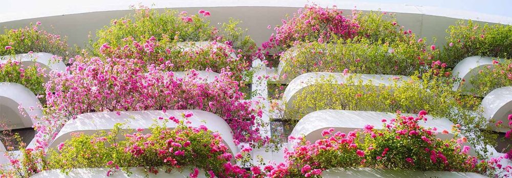 Come realizzare una siepe da balcone?