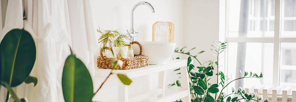 Quali sono le migliori piante per il bagno?
