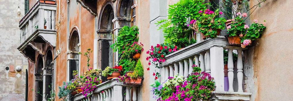 Quali piante scegliere per il terrazzo 