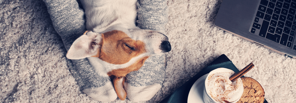 Pieno diritto a tenere gli animali domestici nel condominio