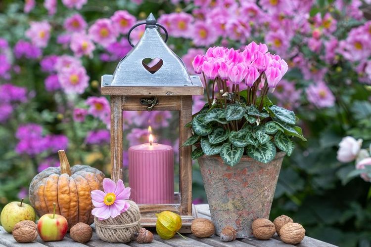 Alla scoperta del giardino estivo con i ciclamini: idee e spunti