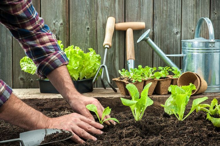 Come si può realizzare un giardino sostenibile? Principi e pratiche di eco-giardinaggio