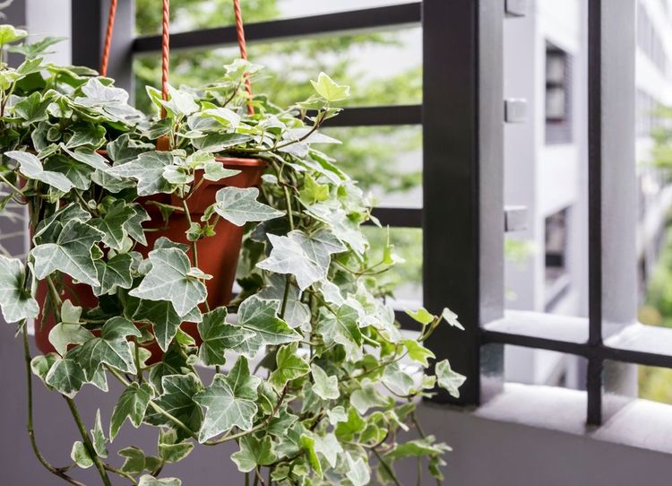 Alla scoperta delle piante da balcone pendenti resistenti al sole e al freddo